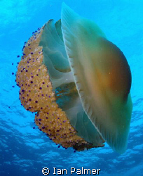 Fried Egg Jellyfish - Details as previous photo by Ian Palmer 